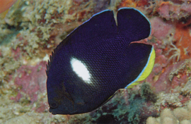 Centropyge Tibicen