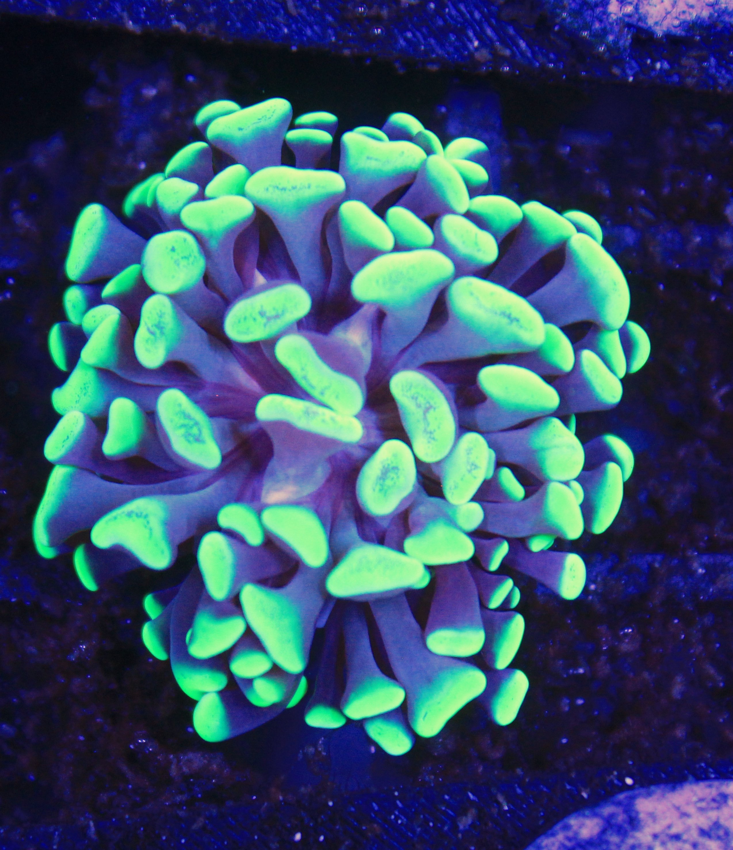 064 euphyllia groen 1 kop