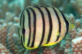 Chaetodon Octofasciatus
