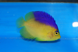Centropyge Colini