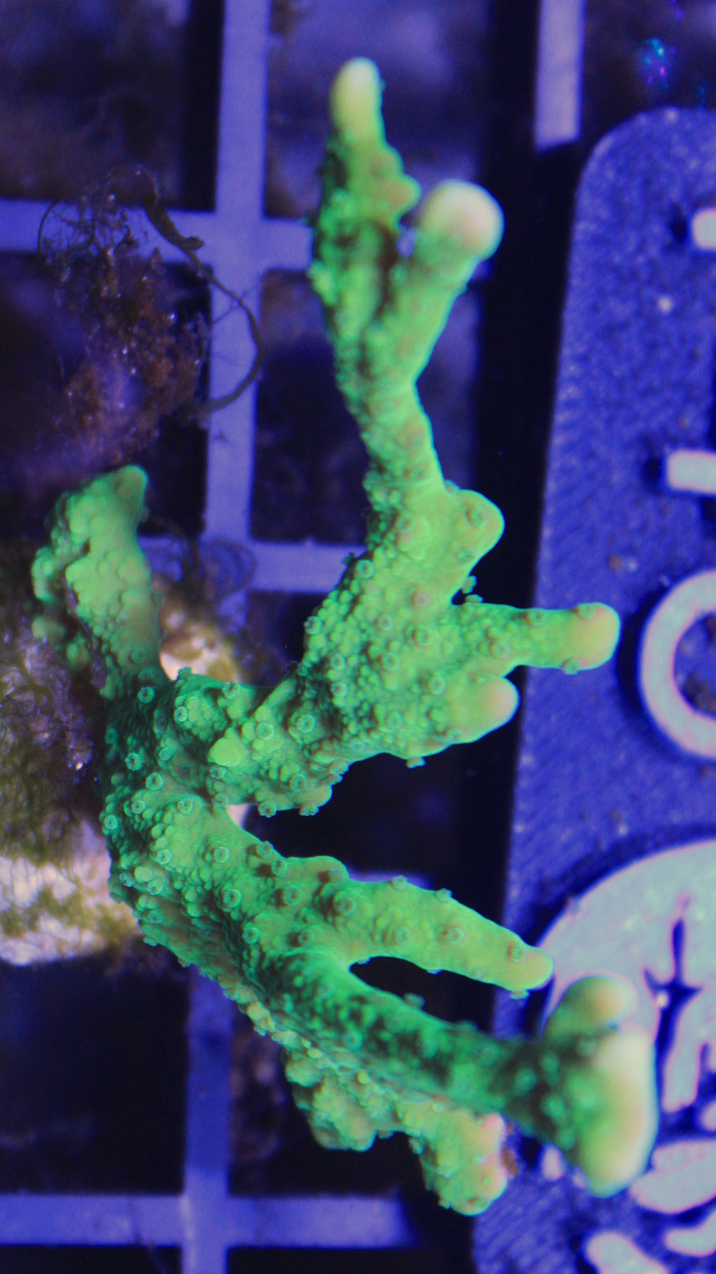 150 montipora hispida