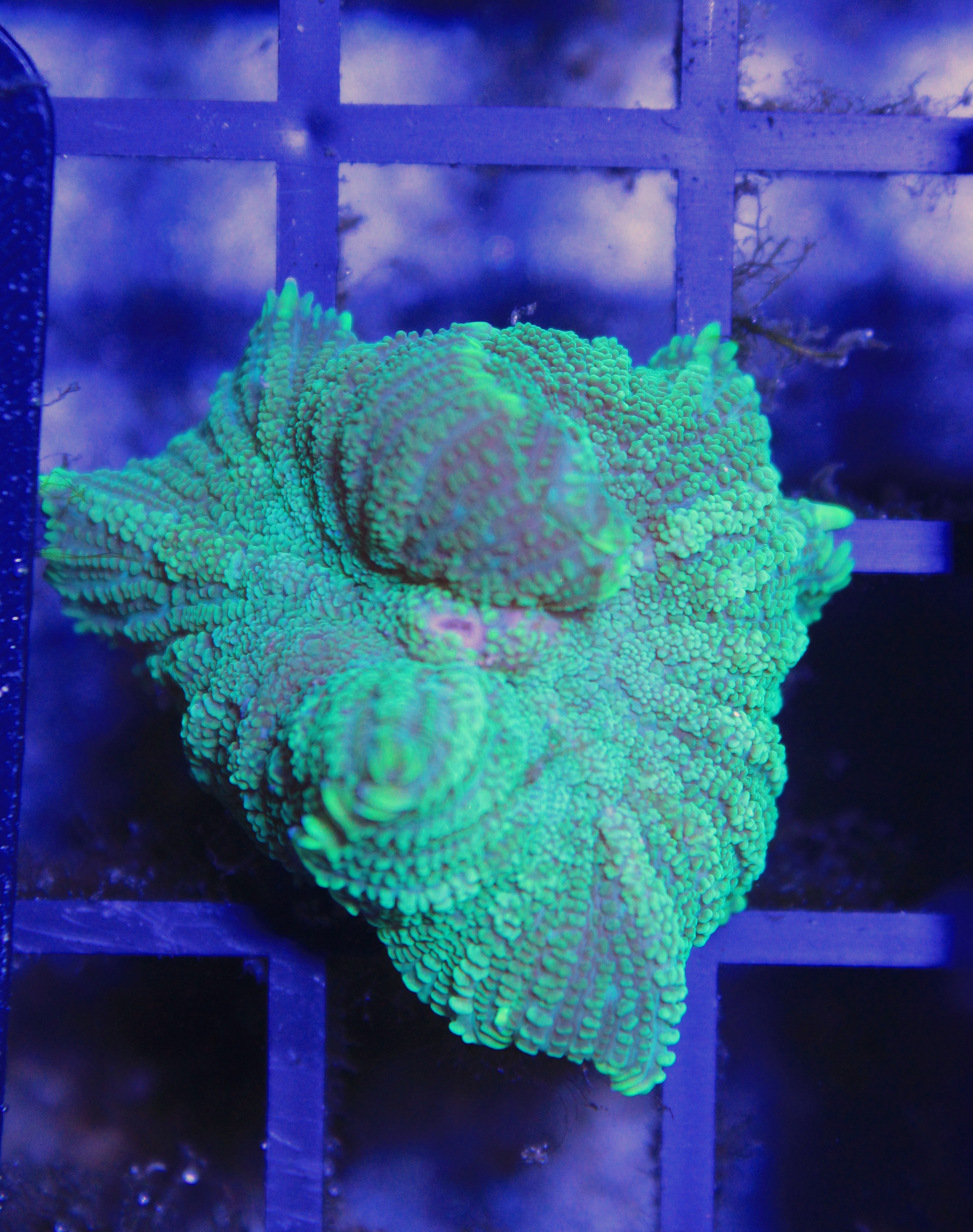 087 discosoma groen ( sennas koralen kweek)