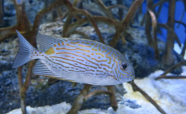 Siganus lineatus S ( TB )