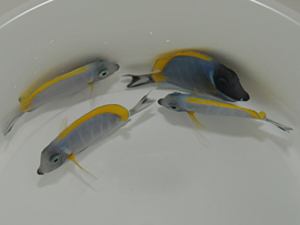 Acanthurus Leucosternon (L)