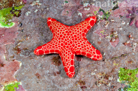 Pentagonaster Duebeni Red