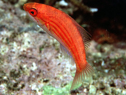 Paracheilinus Filamentosus