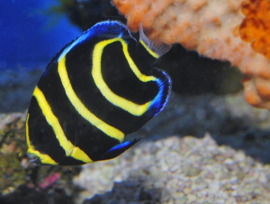 Pomacanthus Zonipectus (S)