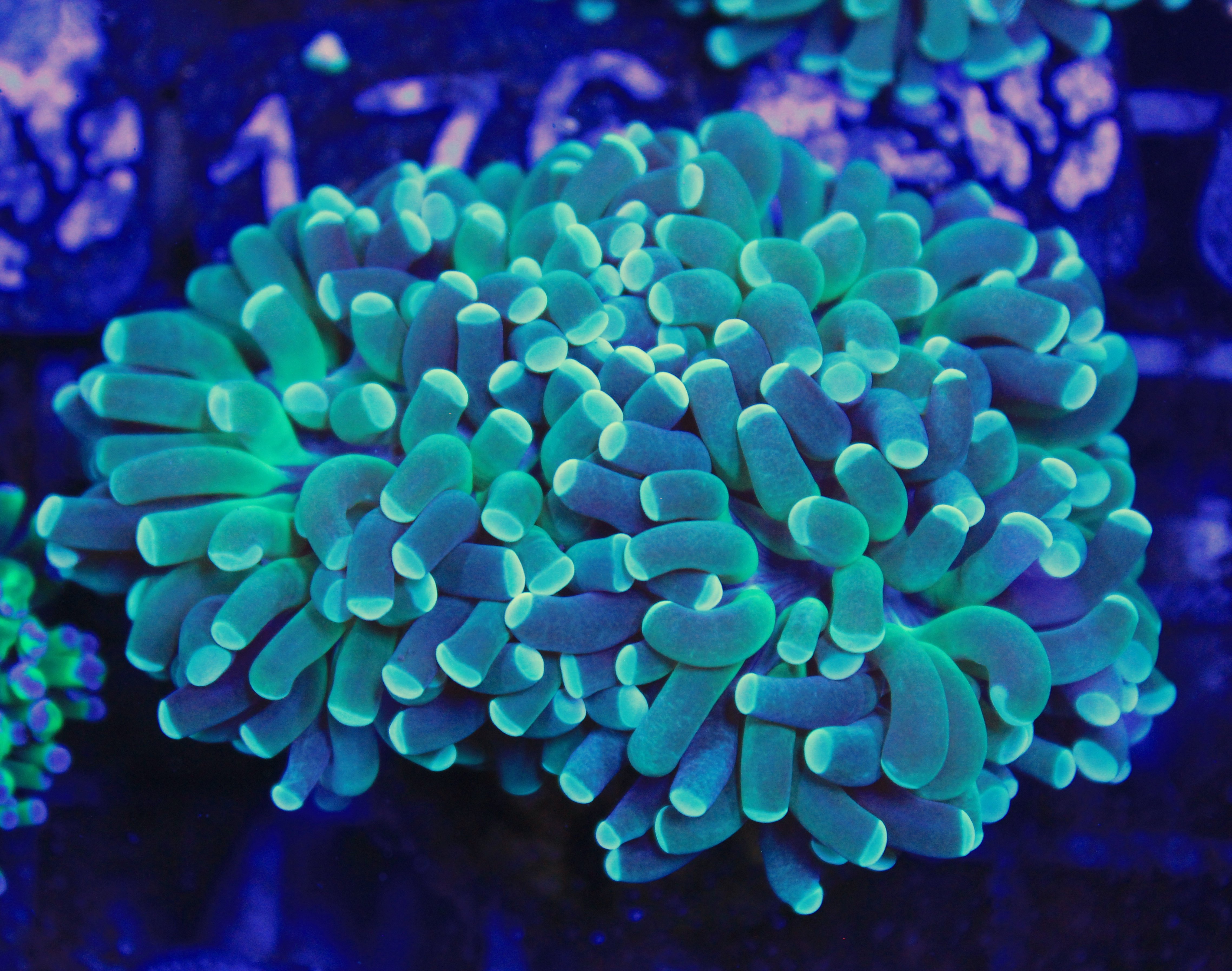 098 euphyllia groen 2 koppen