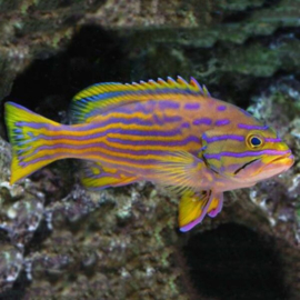 Cephalopholis Polleni