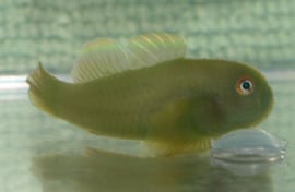 Paragobiodon Xanthosomus