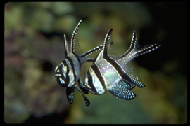 Pterapogon Kauderni