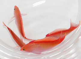 Pseudanthias Cooperi