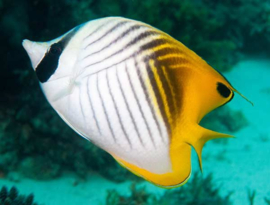 Chaetodon Auriga (M)