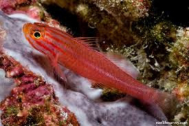 Trimma striata