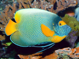 Pomacanthus Xanthometopon ( M)
