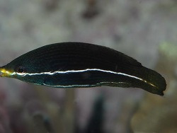 Labrichthys Unilineatus (JUV)