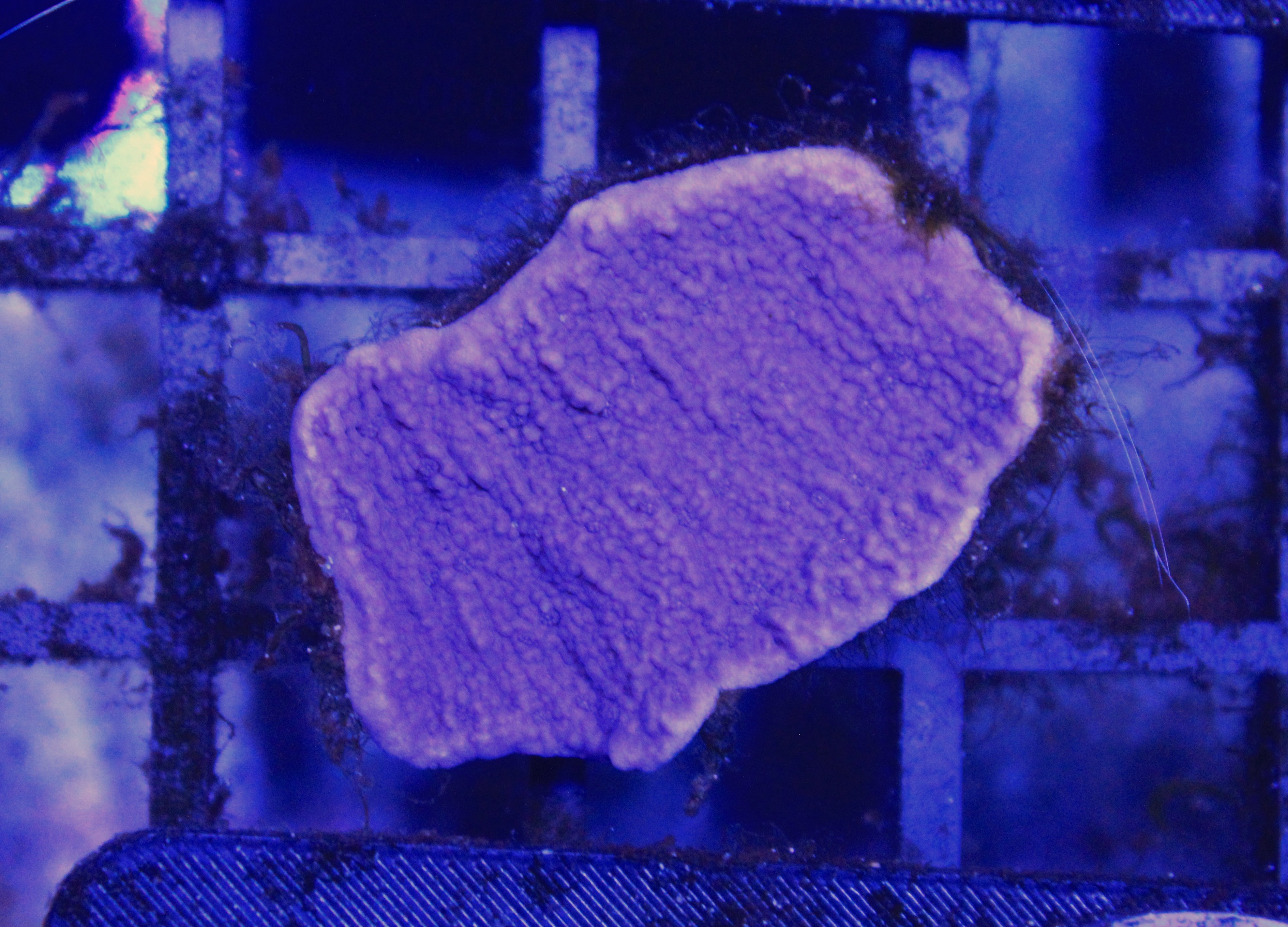 047 montipora paars ( sennas koralen kweek )