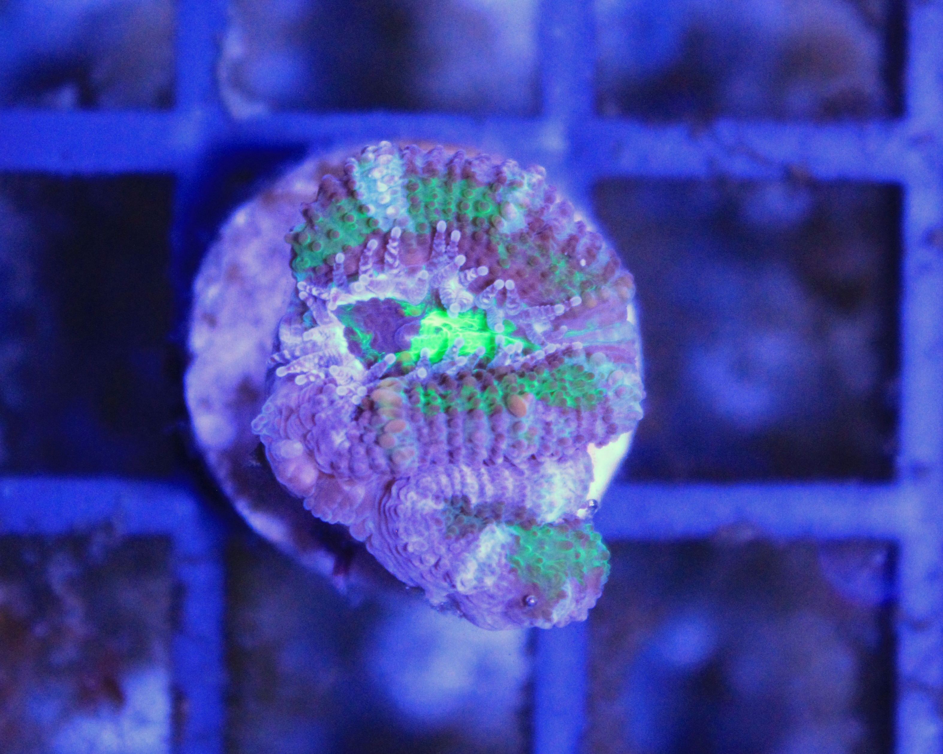 154 Acanthastrea