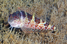 Malacoctenus triangulatus