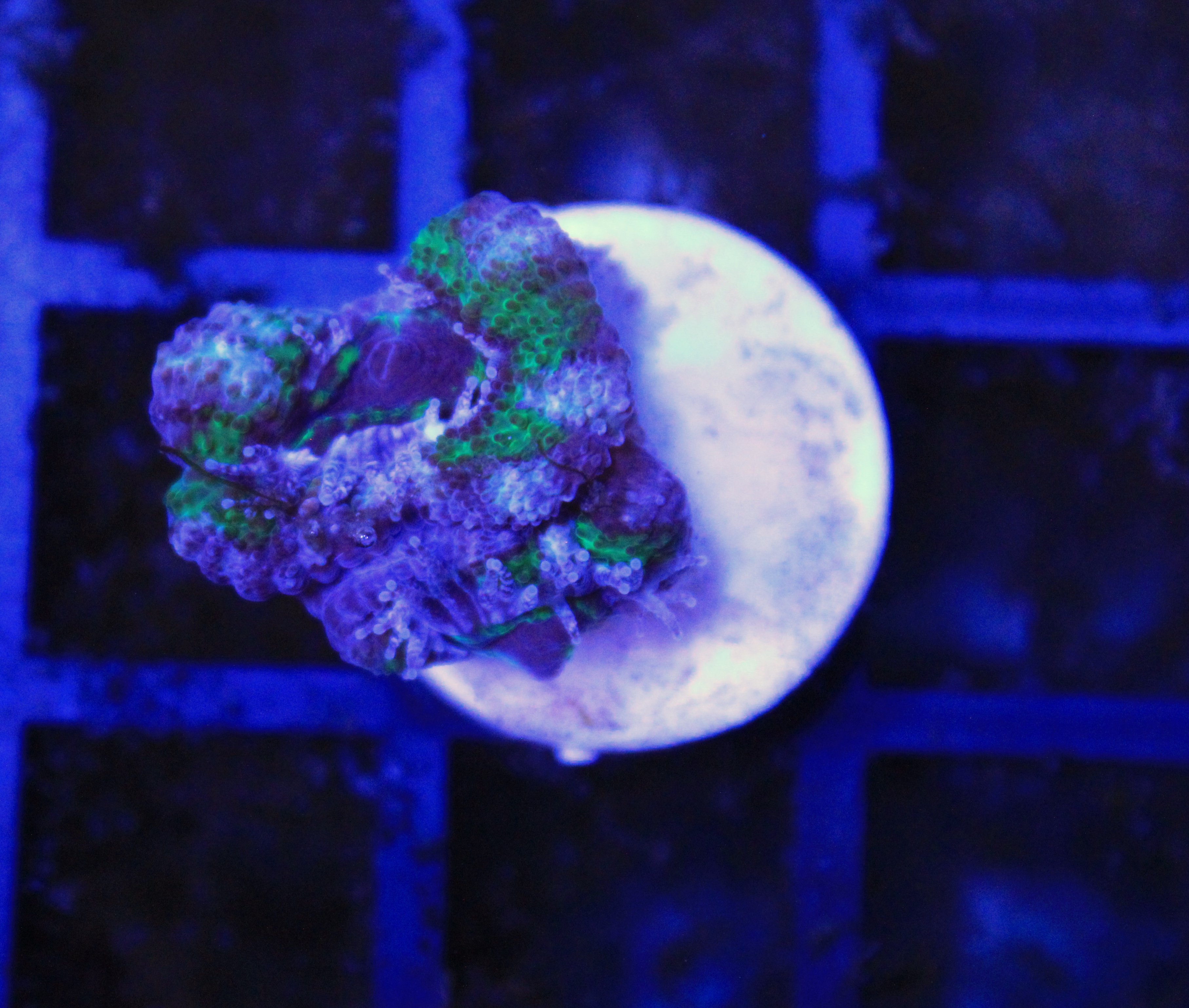 043 Acanthastrea