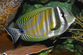 Zebrasoma Desjardini (L)