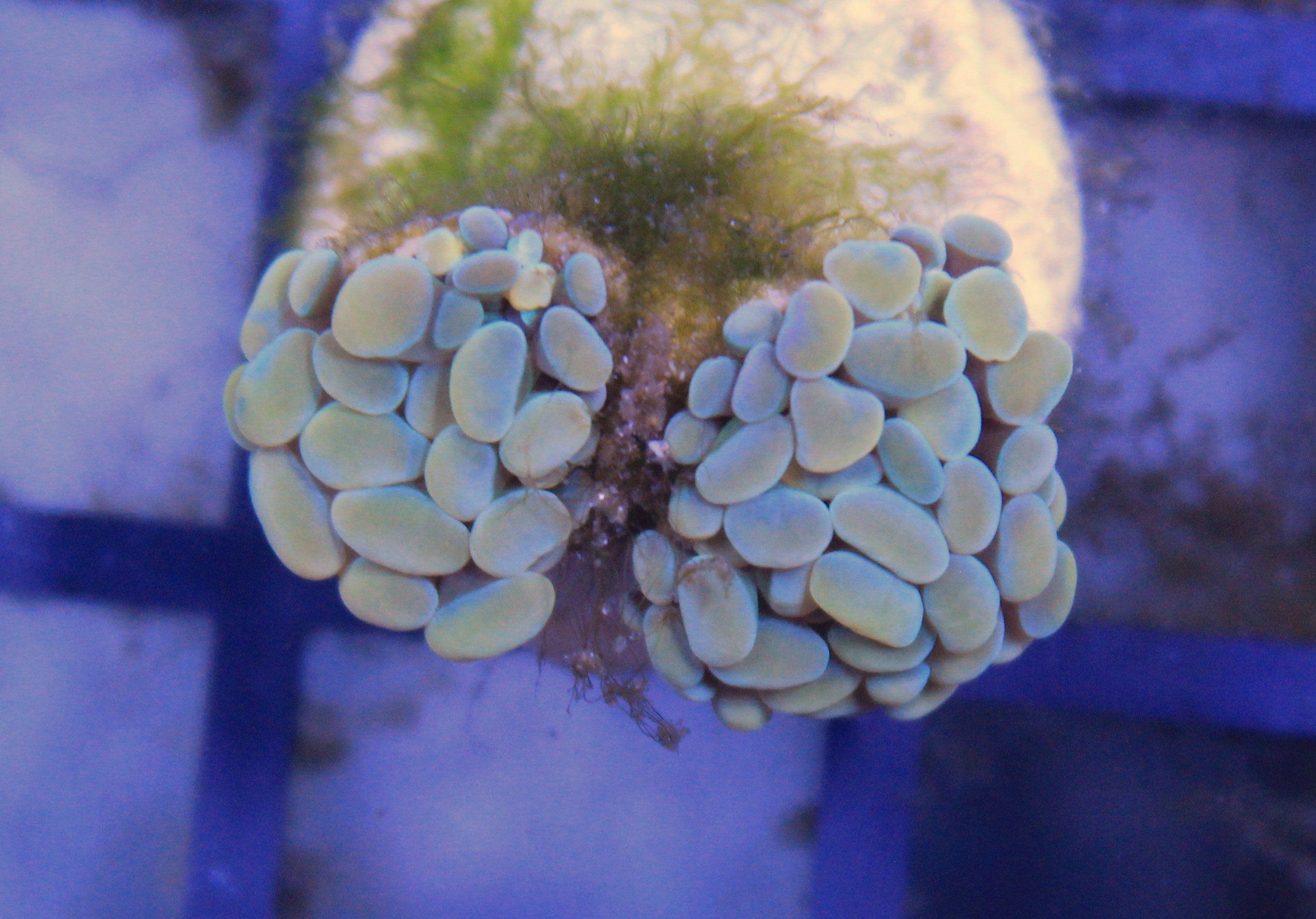 172 euphyllia paraancora tiny heads