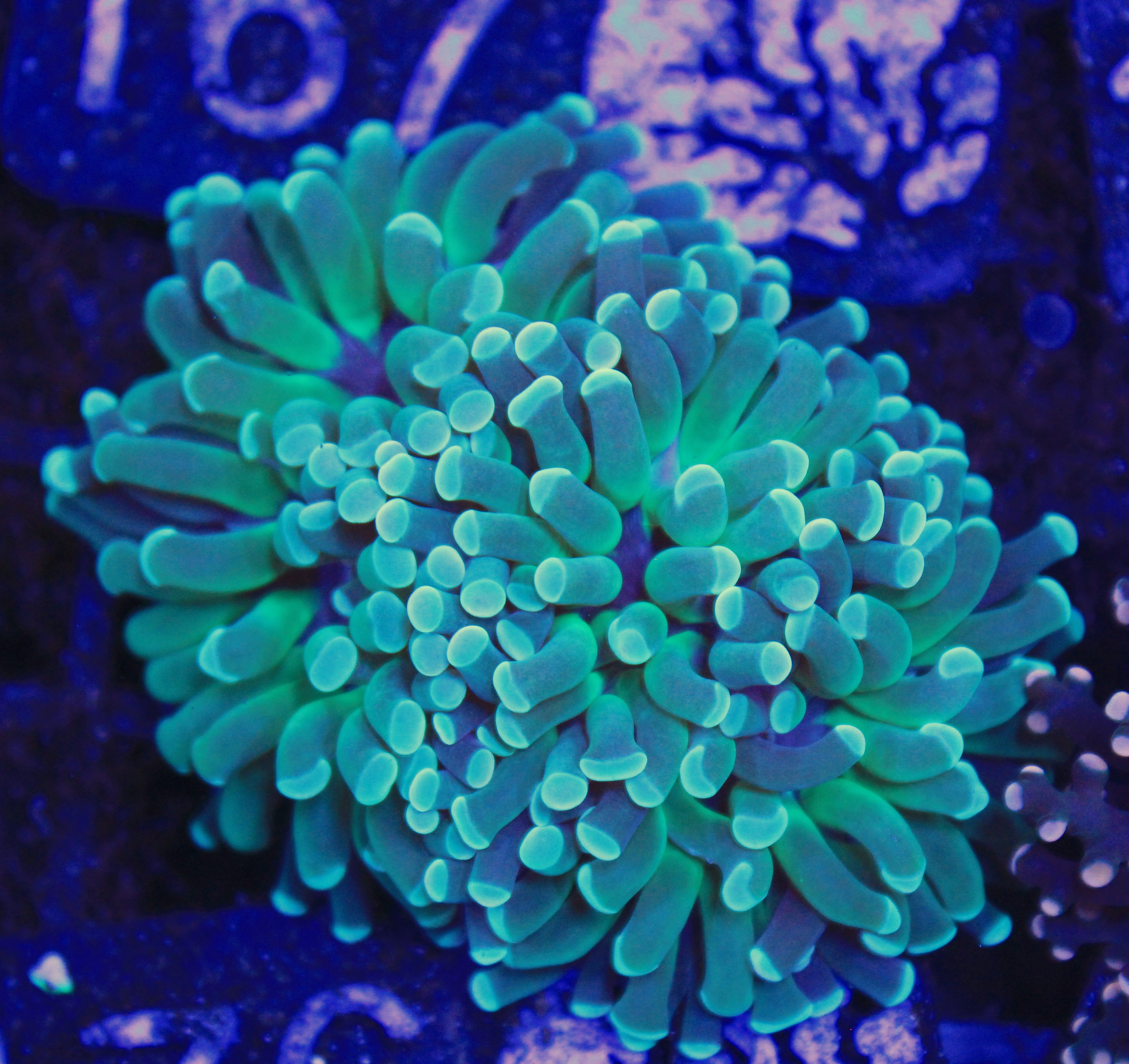 176 euphyllia groen 2 koppen