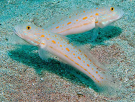 Valenciennea Puellaris