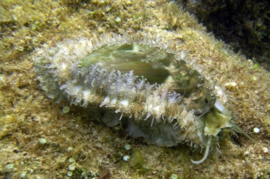 Haliotis Asinina