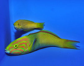 Thalassoma Lutescens