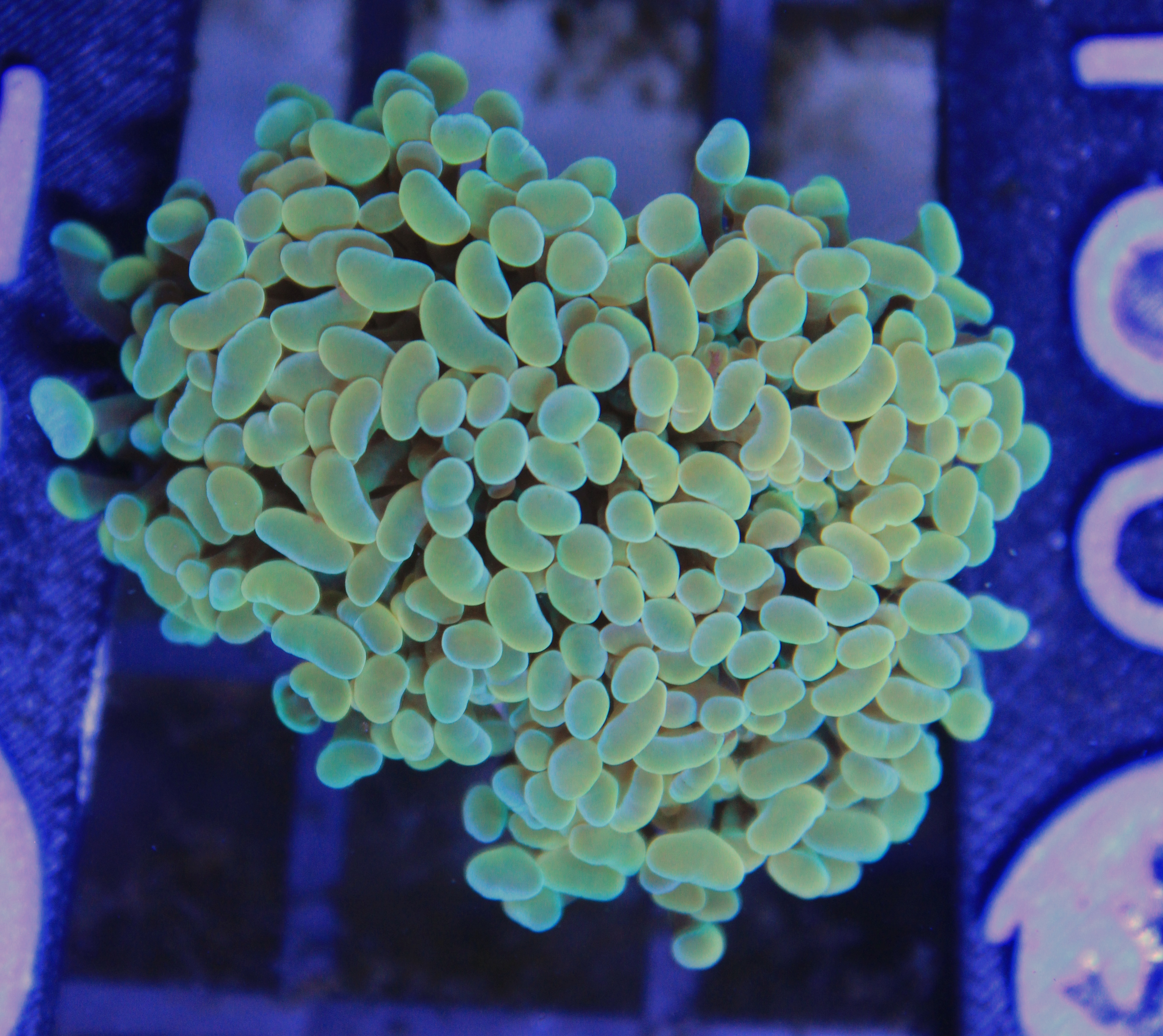 179  euphyllia gold 3 koppen