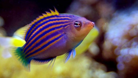 Pseudocheilinus Hexataenia
