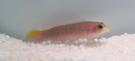 Pseudochromis cyanotaenia