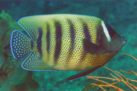 Pomacanthus Sexstriatus