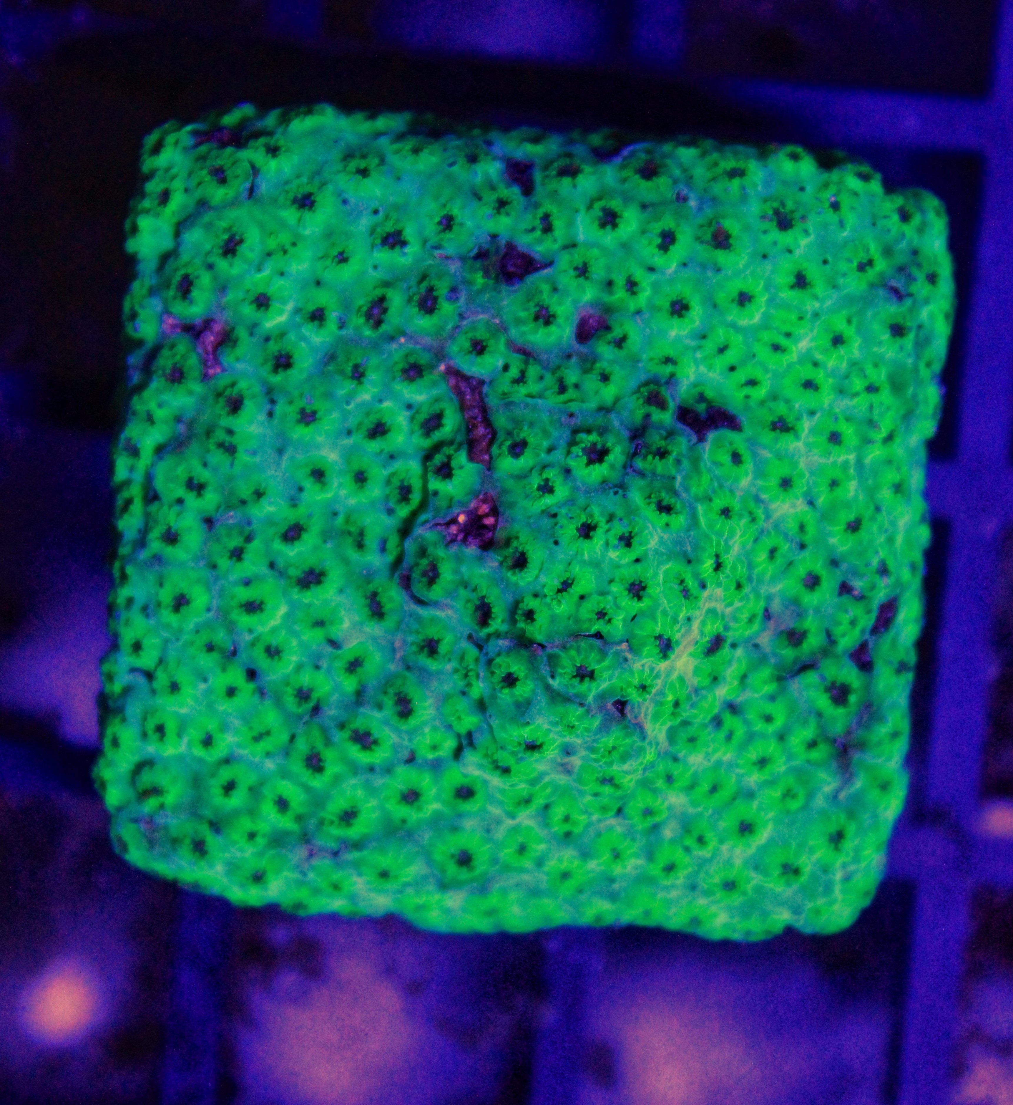 010 Cyphastrea Sea Foam