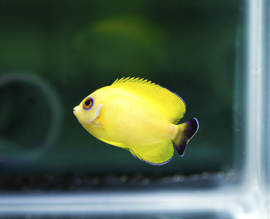 Centropyge Flavissima hybrid black