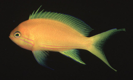 Pseudanthias Pleurotaenia Female