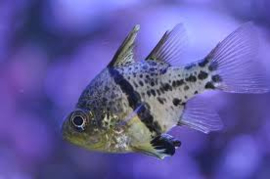 Sphaeramia orbicularis