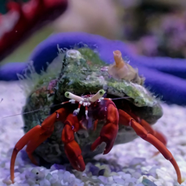 Paguristes sp. RED - Scarlet Reef Hermit Crab