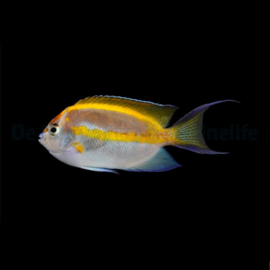 Genicanthus Bellus male