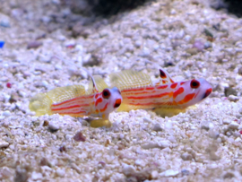 Stonogobiops Yasha