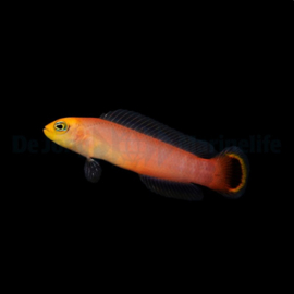 Pseudochromis elongatus
