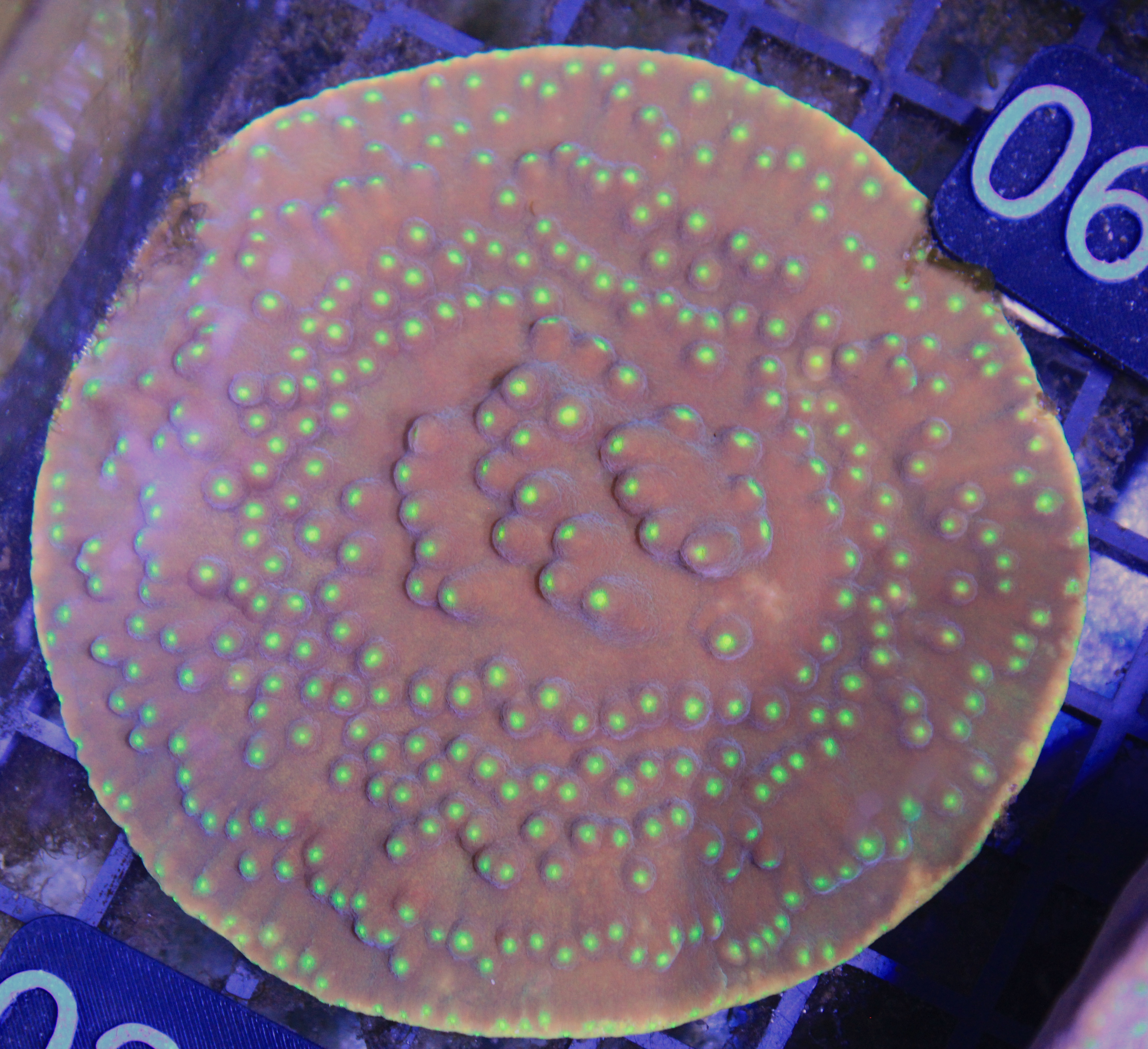023 Turbinaria Reniformis