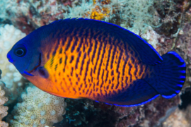 Centropyge Bispinosa