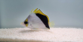 Chaetodon Tinkeri