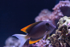 Ctenochaetus Tominiensis (M)