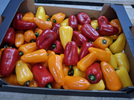Snackpaprika mix - 2,5 Kg