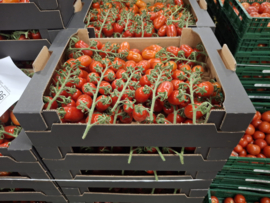 Mini San Marzano trostomaten | 3 kg
