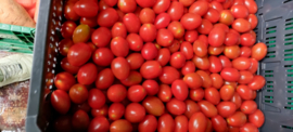Dormaplum Tomaatjes - 3,5 Kg