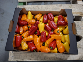 Snackpaprika mix - 2,5 Kg